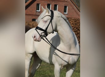 Poney de selle allemand, Étalon, 4 Ans, 148 cm, Cremello