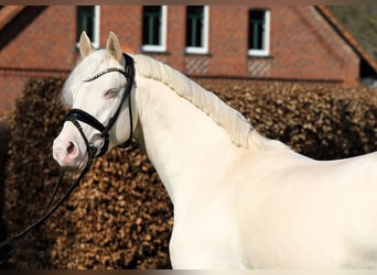 Poney de selle allemand, Étalon, 4 Ans, 148 cm, Cremello