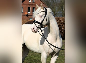 Poney de selle allemand, Étalon, 4 Ans, 148 cm, Cremello