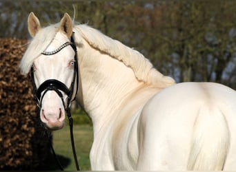 Poney de selle allemand, Étalon, 4 Ans, 148 cm, Cremello