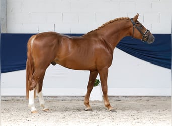 Poney de selle allemand, Étalon, 4 Ans, 149 cm, Alezan