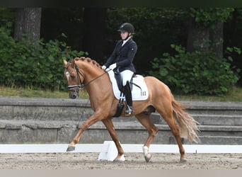 Poney de selle allemand, Étalon, 4 Ans, 149 cm, Isabelle