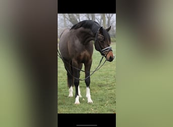 Poney de selle allemand, Étalon, 4 Ans, 150 cm