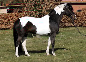 Poney de selle allemand, Étalon, 4 Ans, 152 cm, Pinto