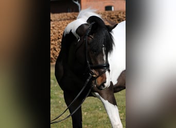 Poney de selle allemand, Étalon, 4 Ans, 152 cm, Pinto
