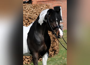 Poney de selle allemand, Étalon, 4 Ans, 152 cm, Pinto