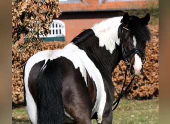 Poney de selle allemand, Étalon, 4 Ans, 152 cm, Pinto