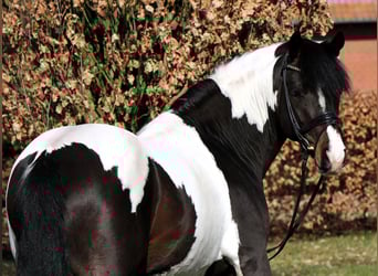 Poney de selle allemand, Étalon, 4 Ans, 152 cm, Pinto