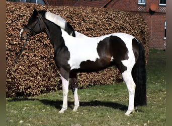 Poney de selle allemand, Étalon, 4 Ans, 152 cm, Pinto
