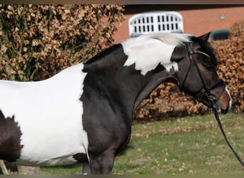 Poney de selle allemand, Étalon, 4 Ans, 152 cm, Pinto