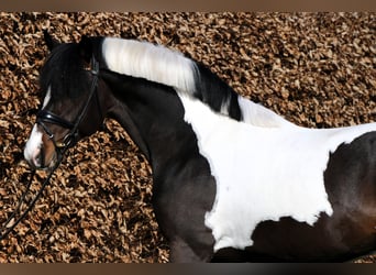 Poney de selle allemand, Étalon, 4 Ans, 152 cm, Pinto