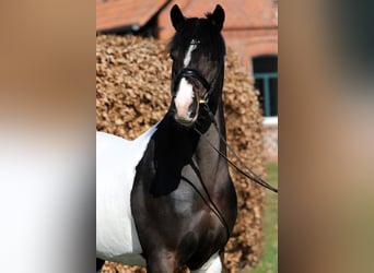 Poney de selle allemand, Étalon, 4 Ans, 152 cm, Pinto