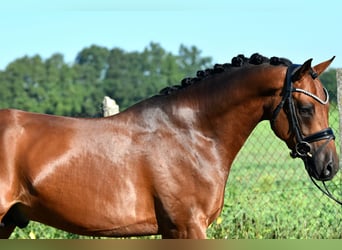 Poney de selle allemand, Étalon, 4 Ans, 153 cm, Bai