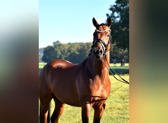 Poney de selle allemand, Étalon, 4 Ans, 153 cm, Bai
