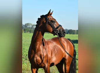 Poney de selle allemand, Étalon, 4 Ans, 153 cm, Bai