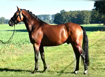 Poney de selle allemand, Étalon, 4 Ans, 153 cm, Bai