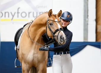 Poney de selle allemand, Étalon, 4 Ans, 162 cm, Isabelle