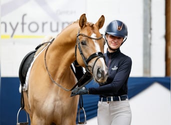 Poney de selle allemand, Étalon, 4 Ans, 162 cm, Isabelle