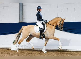 Poney de selle allemand, Étalon, 4 Ans, 162 cm, Isabelle