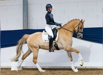 Poney de selle allemand, Étalon, 4 Ans, 162 cm, Isabelle