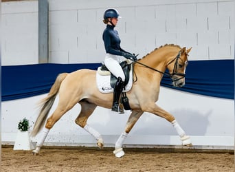 Poney de selle allemand, Étalon, 4 Ans, 162 cm, Isabelle