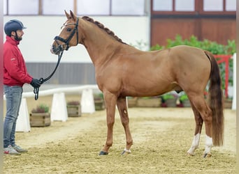 Poney de selle allemand, Étalon, 4 Ans, Alezan