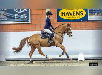 Poney de selle allemand, Étalon, 4 Ans, Alezan