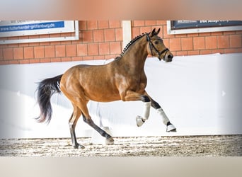 Poney de selle allemand, Étalon, 4 Ans, Buckskin