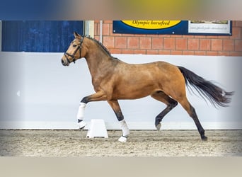 Poney de selle allemand, Étalon, 4 Ans, Buckskin