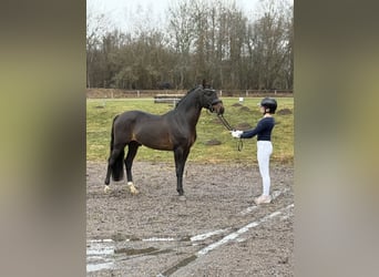 Poney de selle allemand, Étalon, 5 Ans, 144 cm, Bai brun