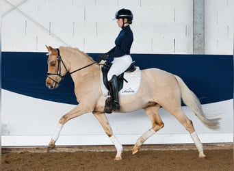 Poney de selle allemand, Étalon, 5 Ans, 144 cm, Palomino