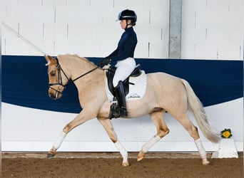 Poney de selle allemand, Étalon, 5 Ans, 144 cm, Palomino