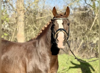 Poney de selle allemand, Étalon, 5 Ans, 145 cm, Alezan brûlé
