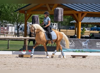 Poney de selle allemand, Étalon, 5 Ans, 146 cm, Palomino