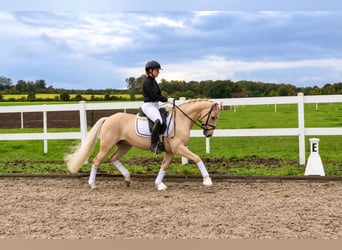 Poney de selle allemand, Étalon, 5 Ans, 146 cm, Palomino