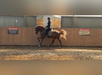 Poney de selle allemand, Étalon, 5 Ans, 148 cm, Alezan