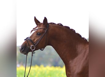 Poney de selle allemand, Étalon, 5 Ans, 148 cm, Alezan