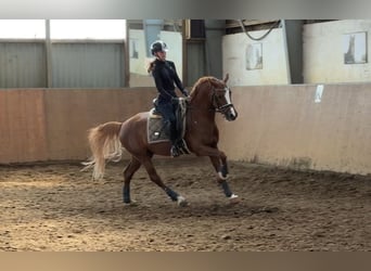 Poney de selle allemand, Étalon, 5 Ans, 148 cm, Alezan