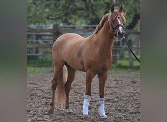 Poney de selle allemand, Étalon, 5 Ans, 148 cm, Alezan dun