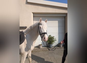 Poney de selle allemand, Étalon, 5 Ans, 148 cm, Cremello