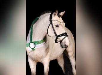Poney de selle allemand, Étalon, 5 Ans, 149 cm, Buckskin