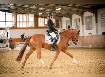 Poney de selle allemand, Étalon, 5 Ans, 152 cm, Alezan