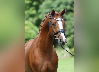 Poney de selle allemand, Étalon, 5 Ans, 152 cm, Alezan