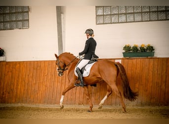 Poney de selle allemand, Étalon, 5 Ans, 152 cm, Alezan