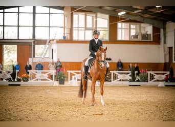 Poney de selle allemand, Étalon, 5 Ans, 152 cm, Alezan