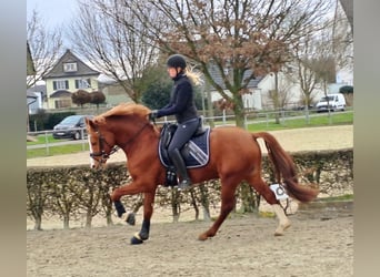 Poney de selle allemand, Étalon, 5 Ans, 152 cm, Alezan