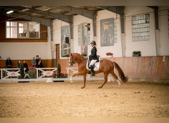 Poney de selle allemand, Étalon, 5 Ans, 152 cm, Alezan