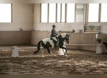 Poney de selle allemand, Étalon, 5 Ans, 152 cm, Pinto