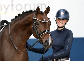 Poney de selle allemand, Étalon, 5 Ans, 154 cm, Bai