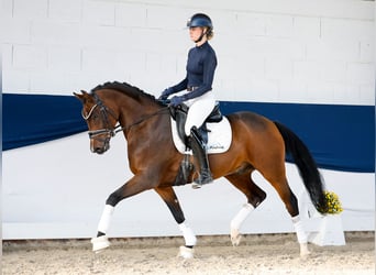 Poney de selle allemand, Étalon, 5 Ans, 154 cm, Bai